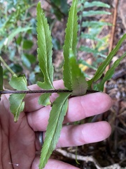 Asplenium polyodon