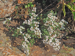 Crassula setulosa
