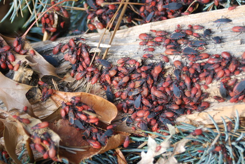 Red-shouldered bug