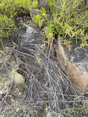 Heliophila cornuta squamata