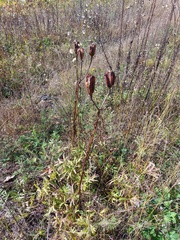 Lilium pensylvanicum