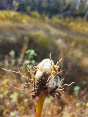 Lilium pensylvanicum