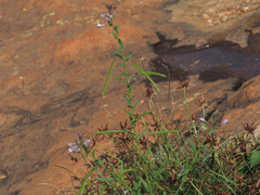 Cleome monophylla