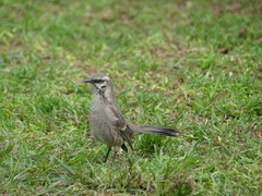 Mimus longicaudatus