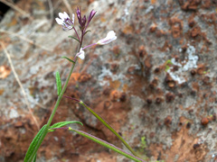 Cleome monophylla