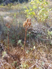 Lilium pensylvanicum