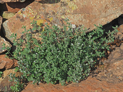 Aeollanthus buchnerianus