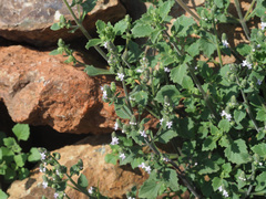 Aeollanthus buchnerianus