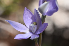 Thelymitra megcalyptra