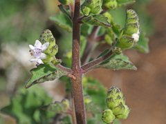 Aeollanthus buchnerianus