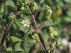 Aeollanthus buchnerianus