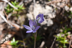Thelymitra megcalyptra