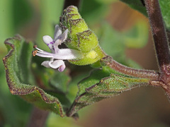 Aeollanthus buchnerianus