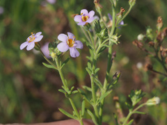 Chaenostoma patrioticum