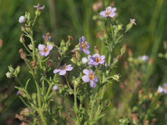 Chaenostoma patrioticum
