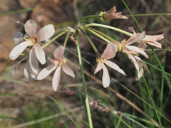 Pelargonium luridum