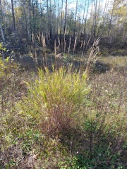 Calamagrostis purpurea