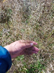 Agrostis gigantea