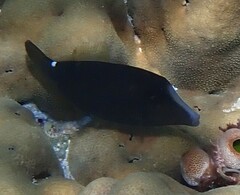 Cantherhines pardalis