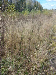 Agrostis gigantea