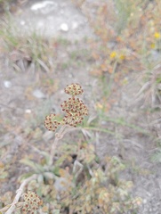 Crassula nudicaulis