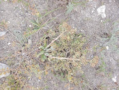 Crassula nudicaulis
