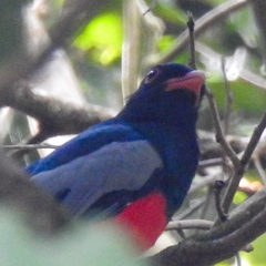 Trogon massena