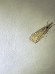 Eoreuma densellus