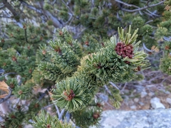 Pinus aristata