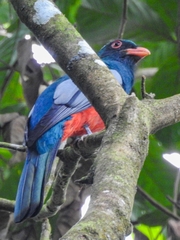 Trogon massena