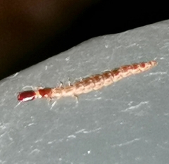 Raphidia