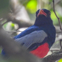 Trogon massena
