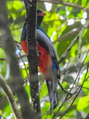 Trogon massena