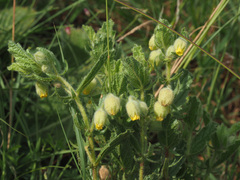 Hermannia grandistipula