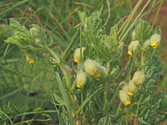 Hermannia grandistipula