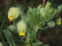 Hermannia grandistipula