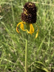 Rudbeckia texana