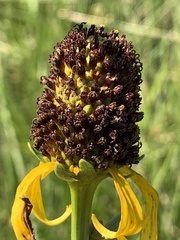 Rudbeckia texana