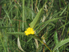 Corchorus confusus
