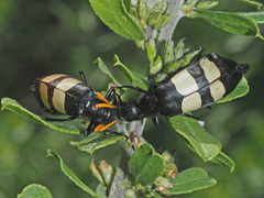 Hycleus oculatus