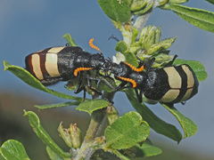 Hycleus oculatus