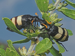Hycleus oculatus