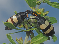Hycleus oculatus