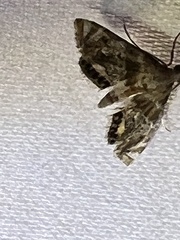 Petrophila fulicalis