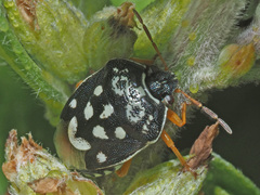 Menida