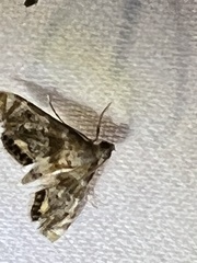 Petrophila fulicalis