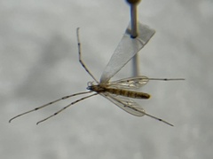 Styringomyia