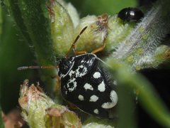 Menida