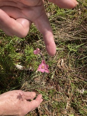 Thelymitra