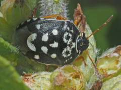 Menida